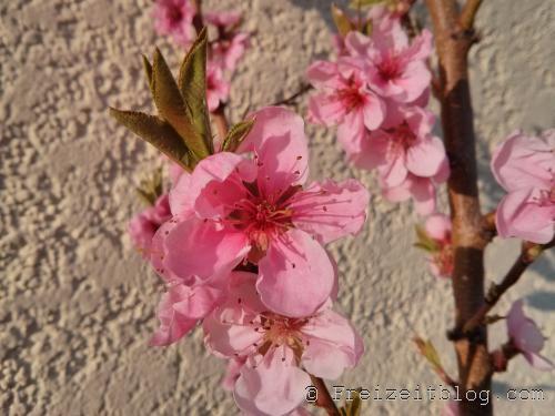 Aprikosenblüte